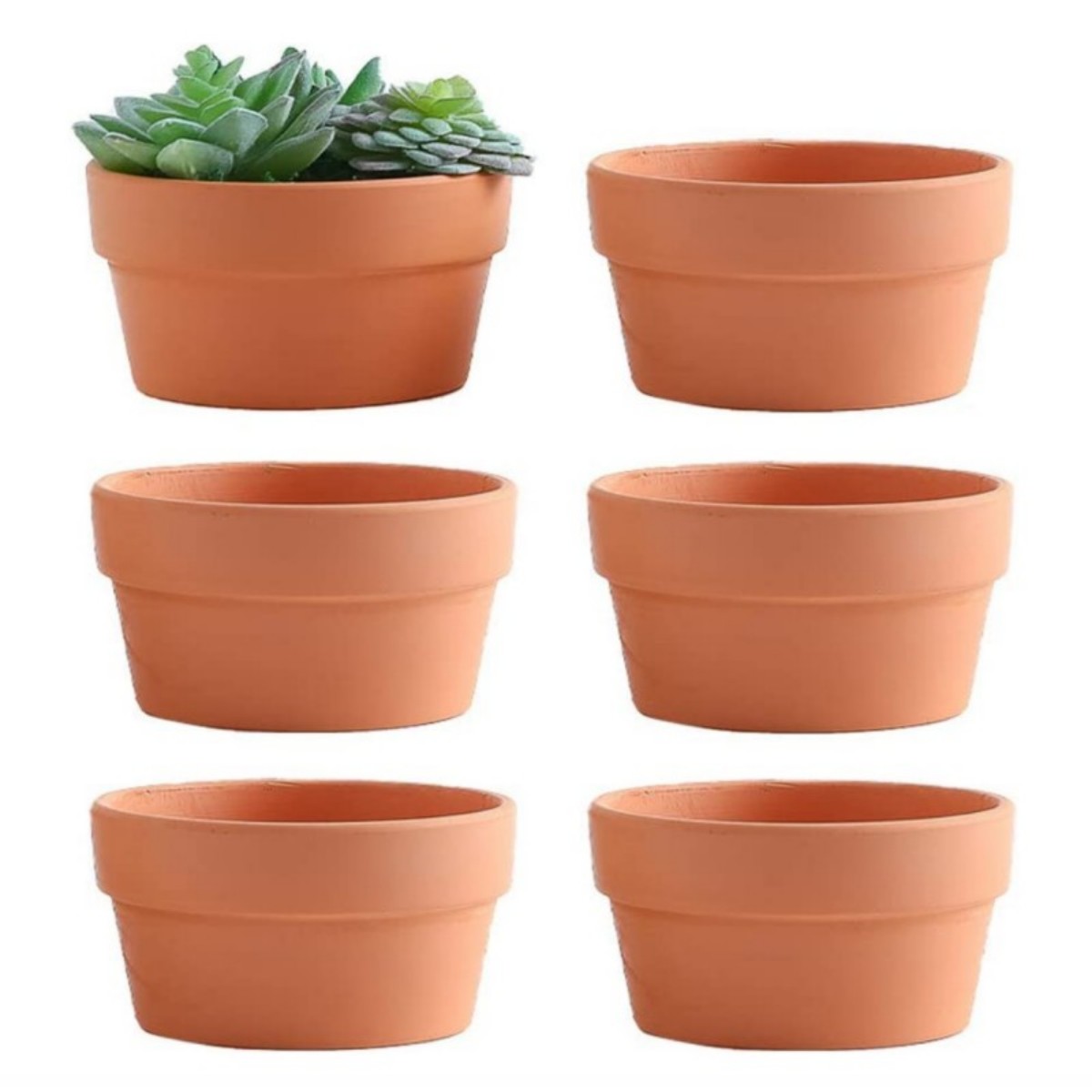 Cactus Mix Pot - 6 PCS 테라코타 Buld 냄비 3.5