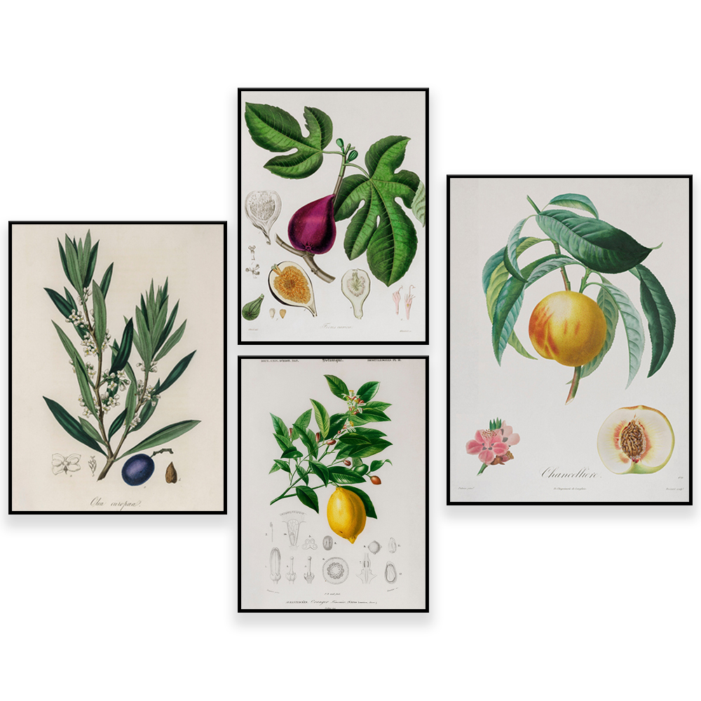 Plant Jackfruit - 의료용 식물학 빈티지 일러스트-과일-나무-꽃-정원-식물-고급 미술 Giclée