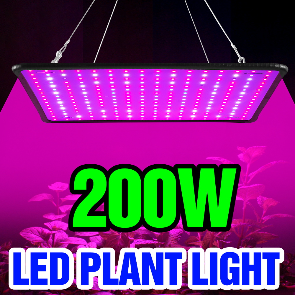 Cactus Mix Pot - 200W LED 퀀텀 보드 식물등 풀