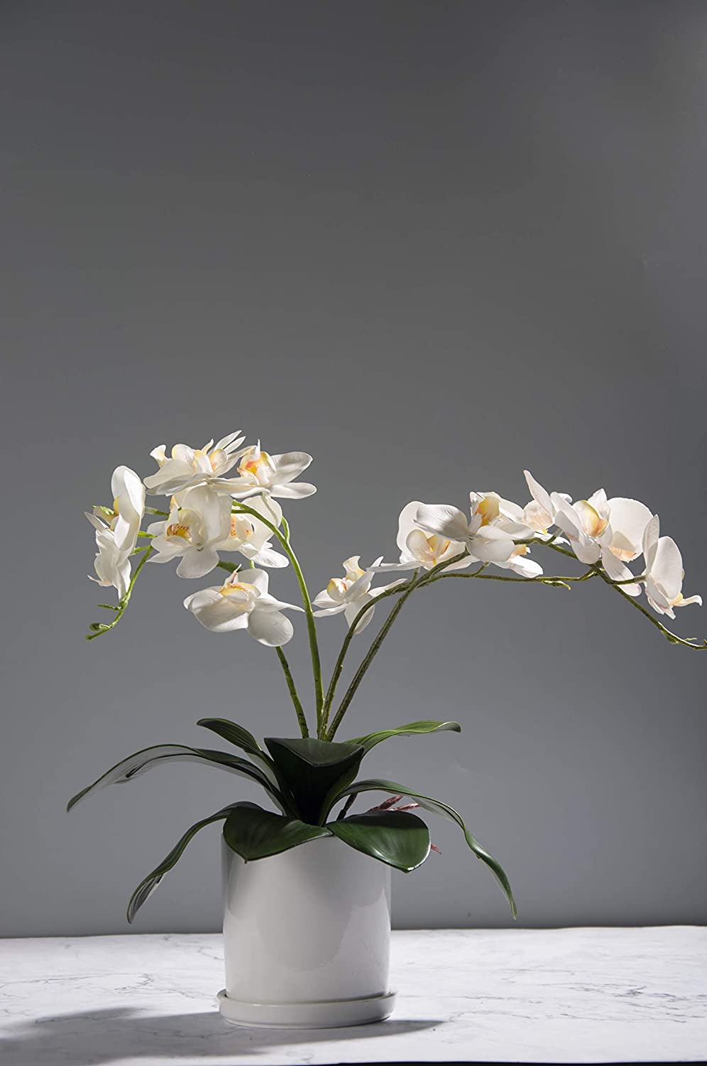 팔라에노프시스 난초 잎 인조 실제 같은 뿌리 라텍스 촉 - Orchid Phalaenopsis 리뷰 및 가격