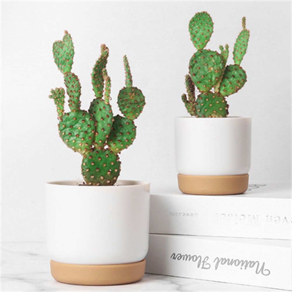 둥근 선인장 다육 식물 정원 용품 자가 급수 화분 배수 - Cactus Mix Pot 리뷰 및 가격