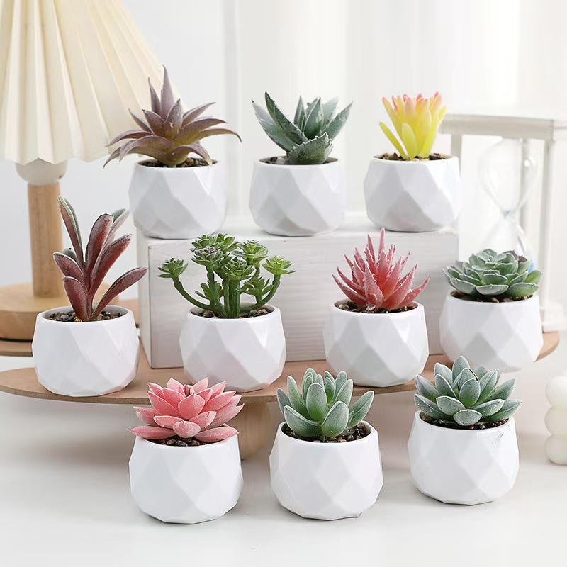 미니 인공 식물 시뮬레이션 상록수 즙이 많은 선인장 플 - Cactus Mix Pot 리뷰 및 가격