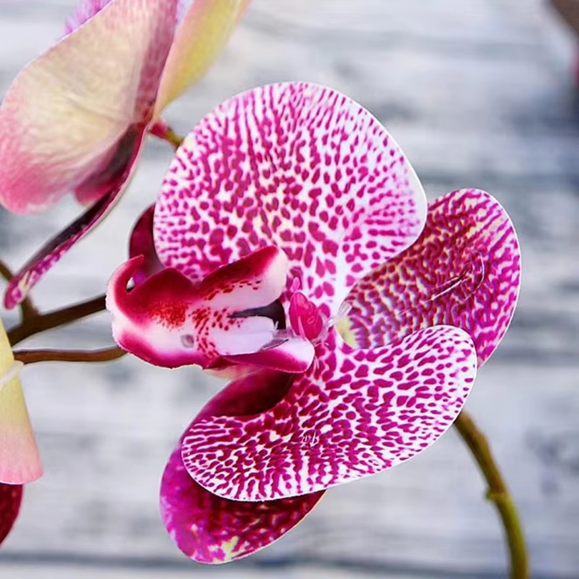 3D 인공 꽃 플라스틱 나비 난초 홈 꽃병 테이블 장식 - Orchid Phalaenopsis 리뷰 및 가격
