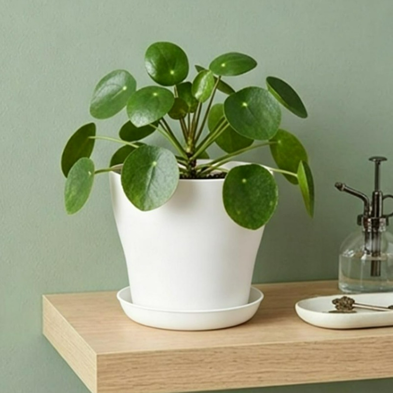 배수구와 어울리는 받침대가 있는 화분 세트, PP 레진 - Cactus Mix Pot 리뷰 및 가격